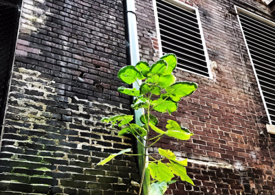 A tree growing out of a old brick wall.